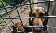 Detenida una persona en Santiago por un delito de maltrato animal