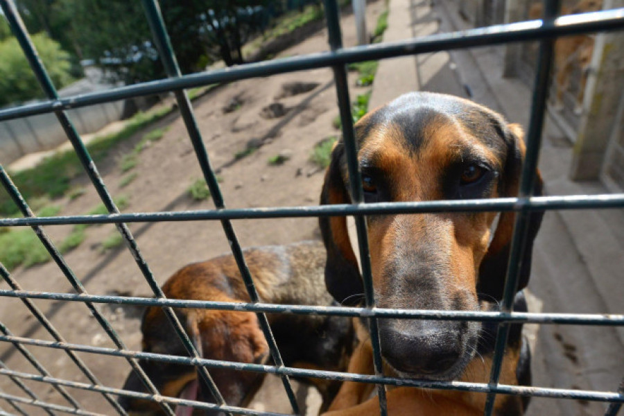 Detenida una persona en Santiago por un delito de maltrato animal