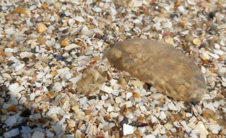 Millares de medusas velero llegan a playas de Carnota y de Muros