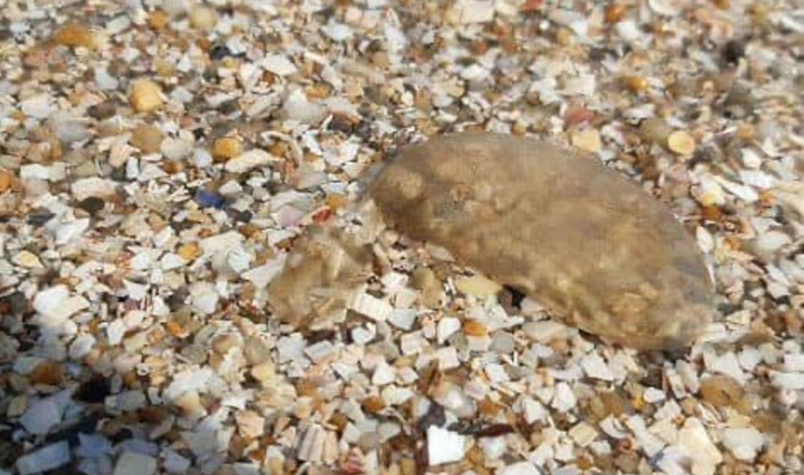 Millares de medusas velero llegan a playas de Carnota y de Muros