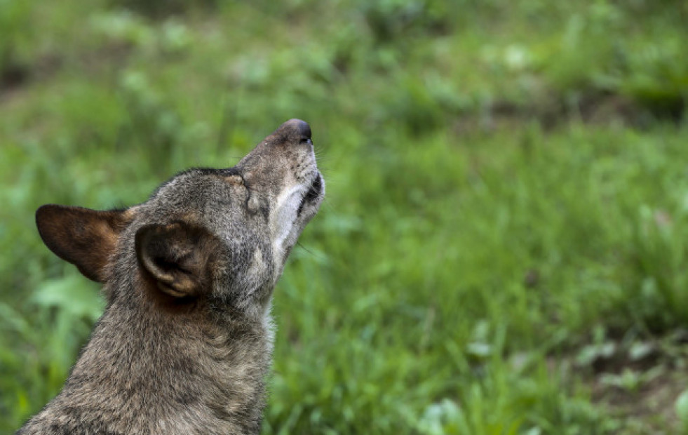 Admitido a trámite otro recurso de ecologistas contra la caza del lobo en Galicia