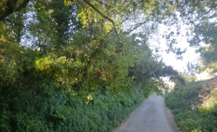 Retiran en Melide un árbol que dificultaba el tráfico