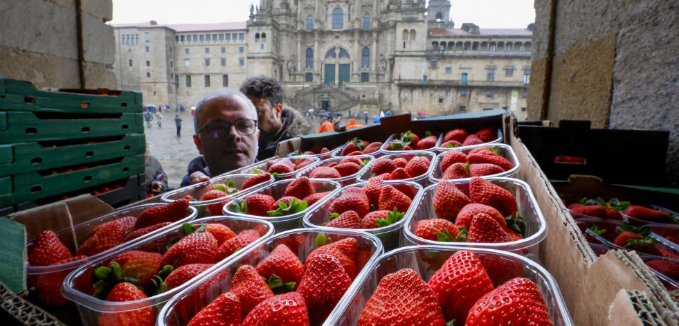 Reparto de fresas en el Obradoiro