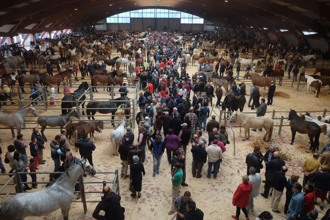 FEIRA CABALAR CABALOS AMIO STANDAR