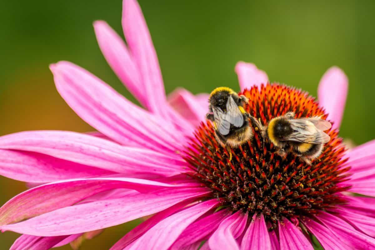 Abejas polinizando una flor