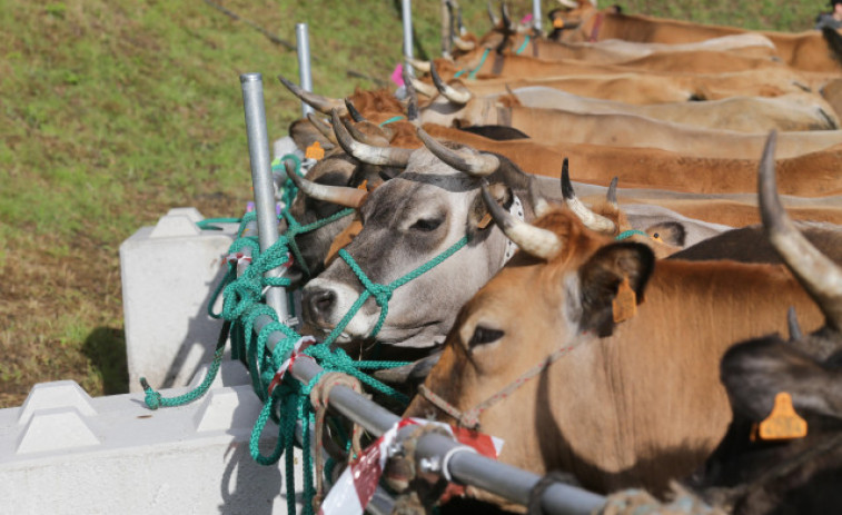 Una vaca manda al hospital a un ganadero en Santiago