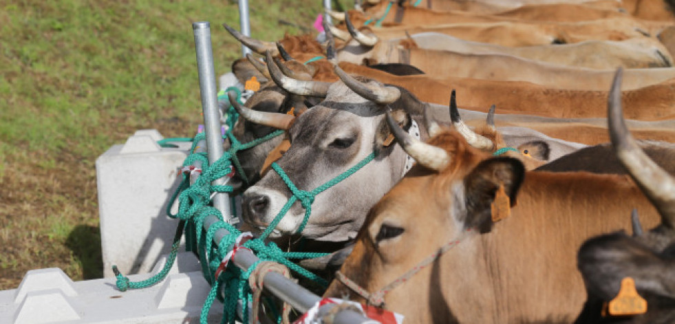 La Xunta pedirá al Gobierno la devolución del IVA pendiente a los ganaderos