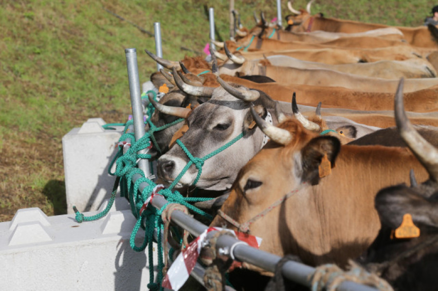 Una vaca manda al hospital a un ganadero en Santiago