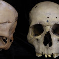 Muestra de los cráneos analizados por los investigadores @ USC