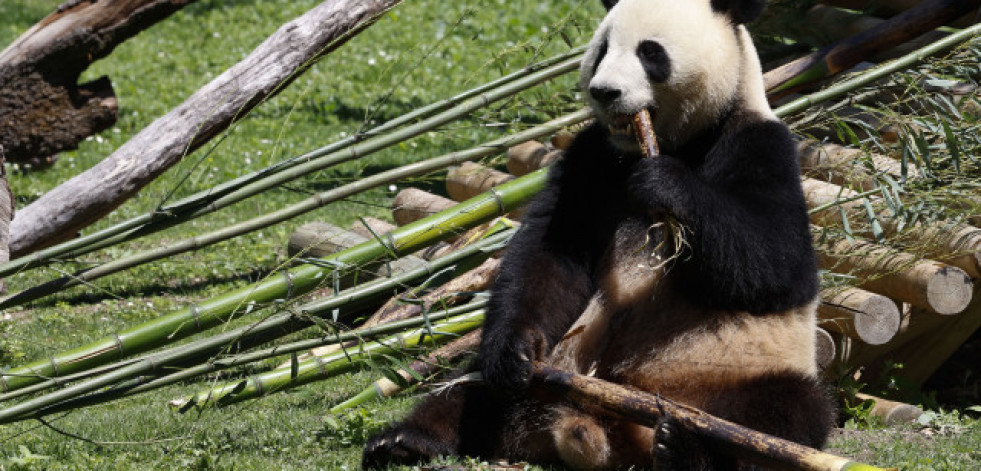 La reina Sofía presenta a la nueva pareja de pandas del Zoo de Madrid
