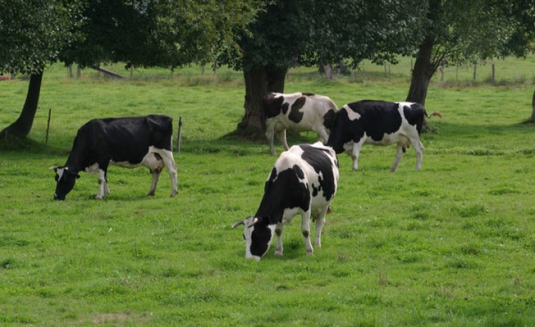 Santiago acoge unas jornadas internacionales sobre la rinotraquitis infecciosa bovina