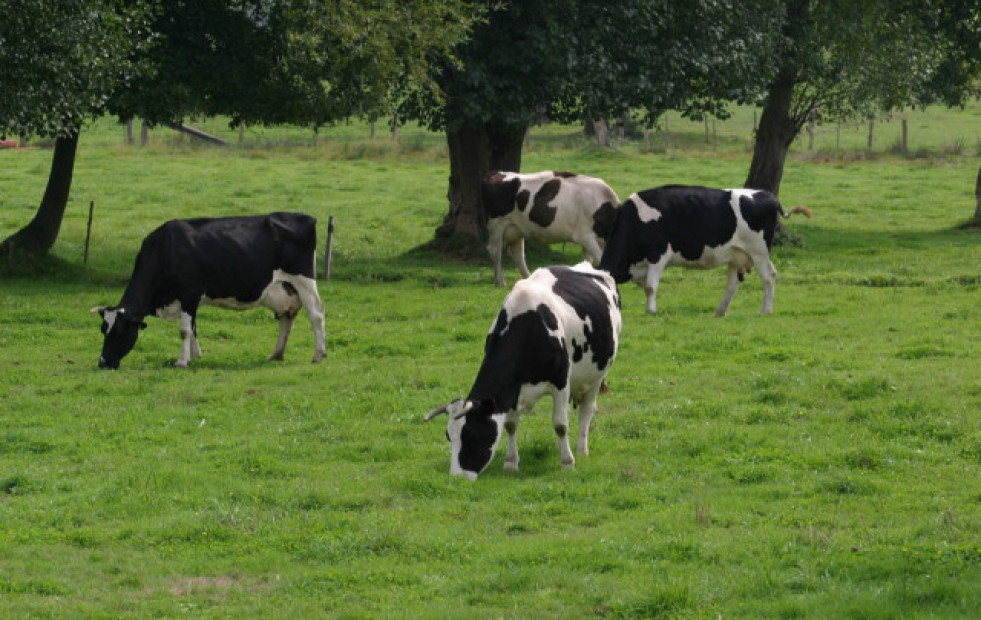 El Sindicato Labrego Galego denuncia nuevos recortes en los precios de la leche
