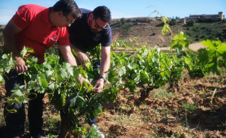 Bodegas La Celestina, vinos que expresan la armonía y el equilibro de la Ribera del Duero