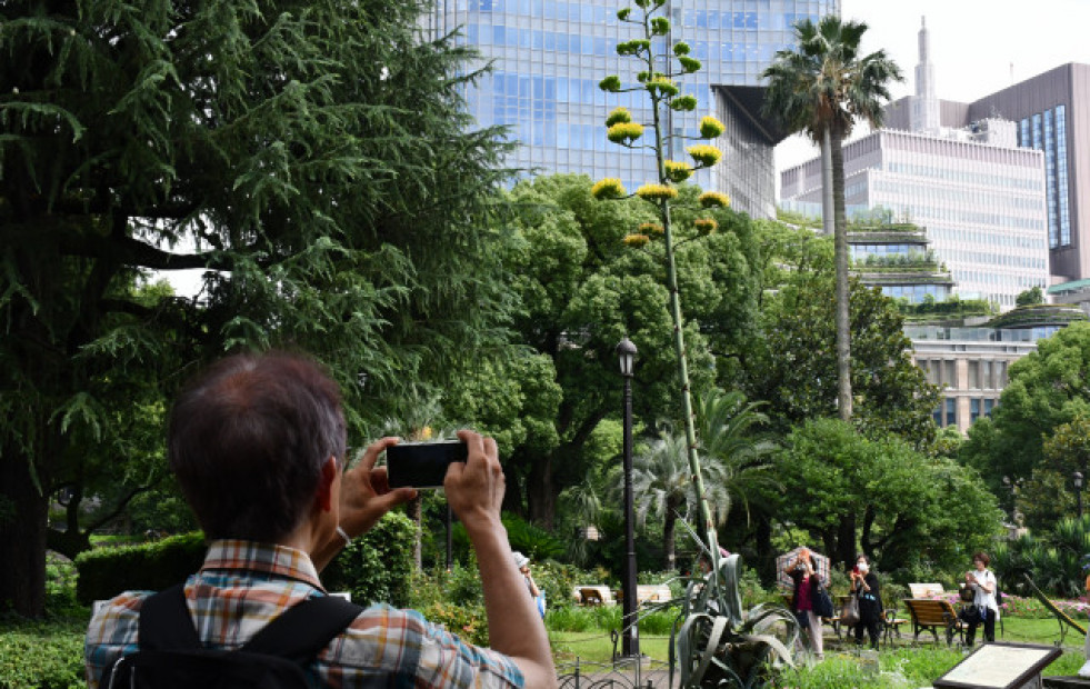Una planta que florece una vez al siglo abre sus flores en un parque de Tokio