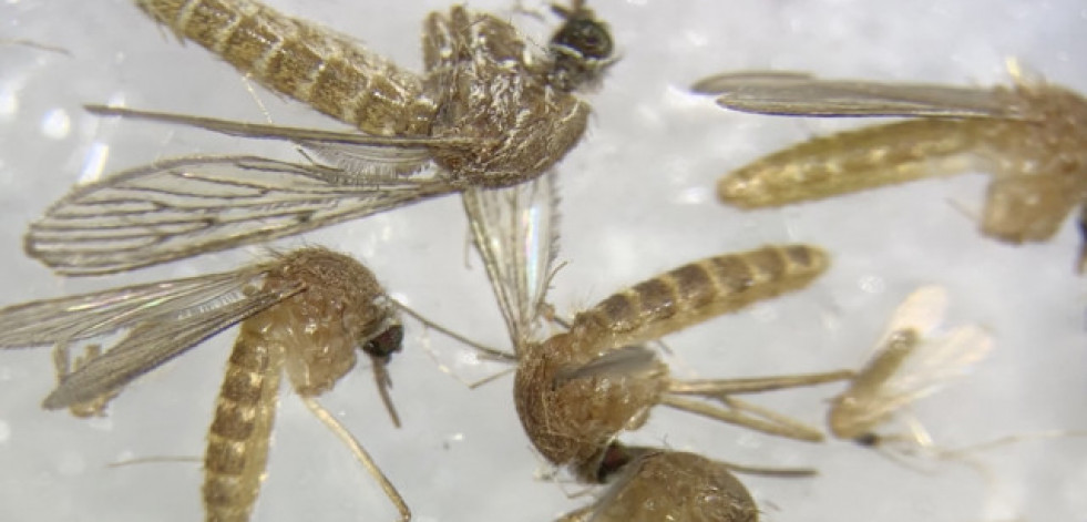 Dengue, viurs del Nilo... El cambio climático propulsa las infecciones por picaduras