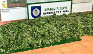 Hallan una plantación de marihuana en una finca de Noia