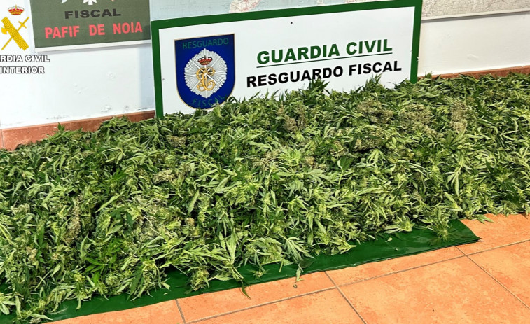 Hallan una plantación de marihuana en una finca de Noia