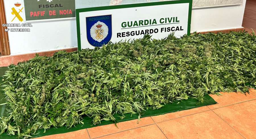 Hallan una plantación de marihuana en una finca de Noia