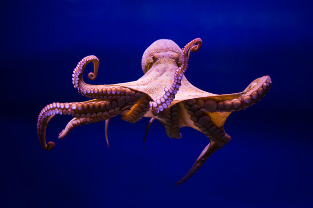 Pulpo 1