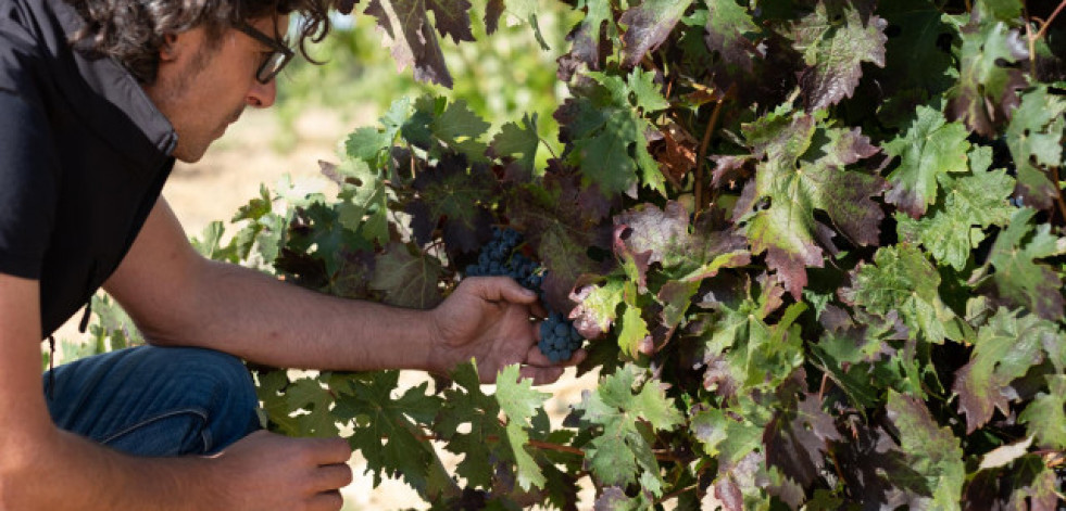 Pago Las Salinas 2000: el vino más exclusivo de Viñas del Cénit