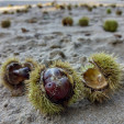 Castañas para un calor histórico