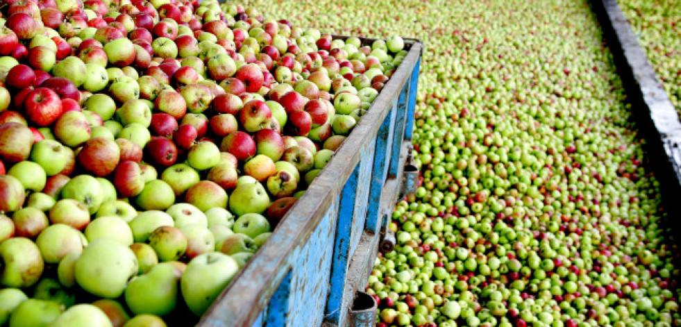 Maeloc y su apuesta por la manzana ecológica y el apoyo a los cultivadores locales