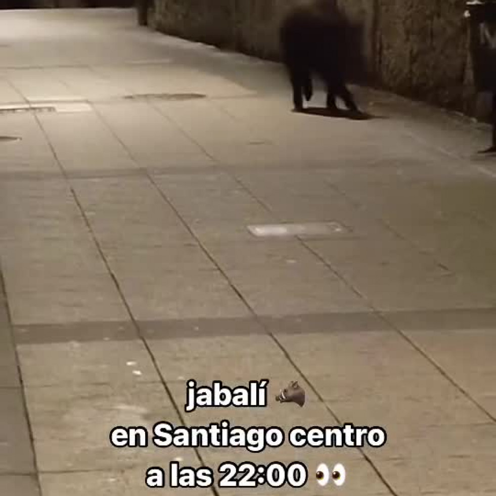 VÍDEO | Un jabalí se pasea por Santiago ante la mirada incrédula de los vecinos