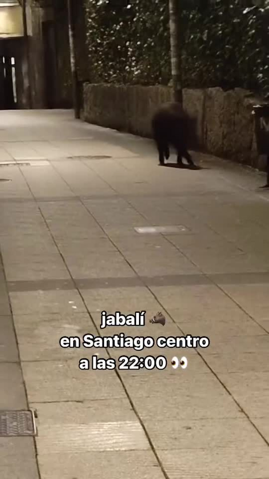 VÍDEO | Un jabalí se pasea por Santiago ante la mirada incrédula de los vecinos