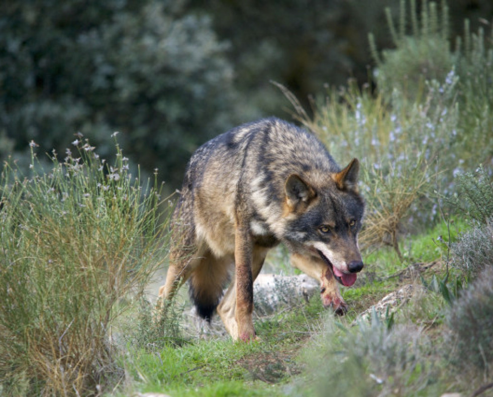 Lobo
