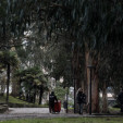 Un nuevo hábito: mirar la copa del árbol