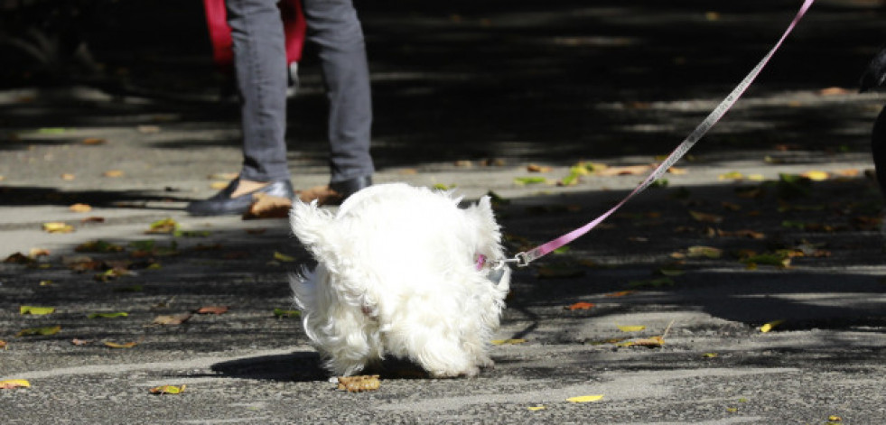 Ley animal: ¿Que está pendiente para 2025? Cursillo de perros, seguro y listado positivo