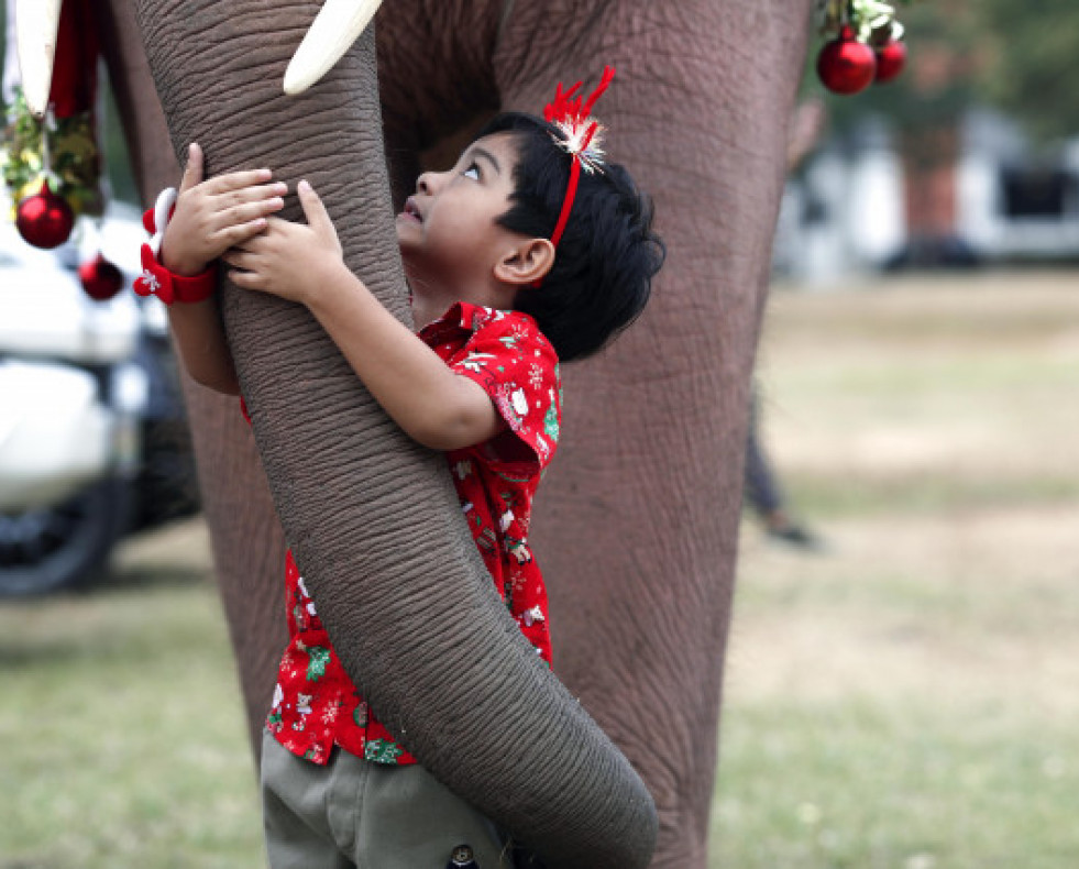 ElefanteTailandia