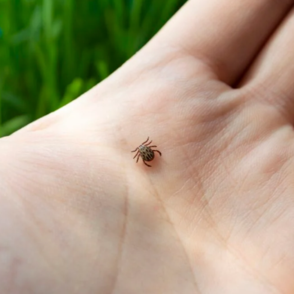 Garrapatas en el Camino de Santiago: un estudio revela los riesgos y cómo protegerse