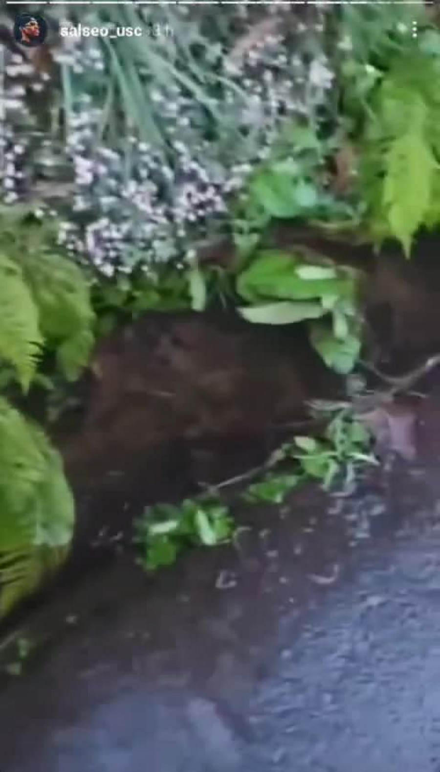 Vecinos de la parroquia de Figueiras alzan la voz contra el mal estado de sus cunetas: "¡Está todo a monte!"