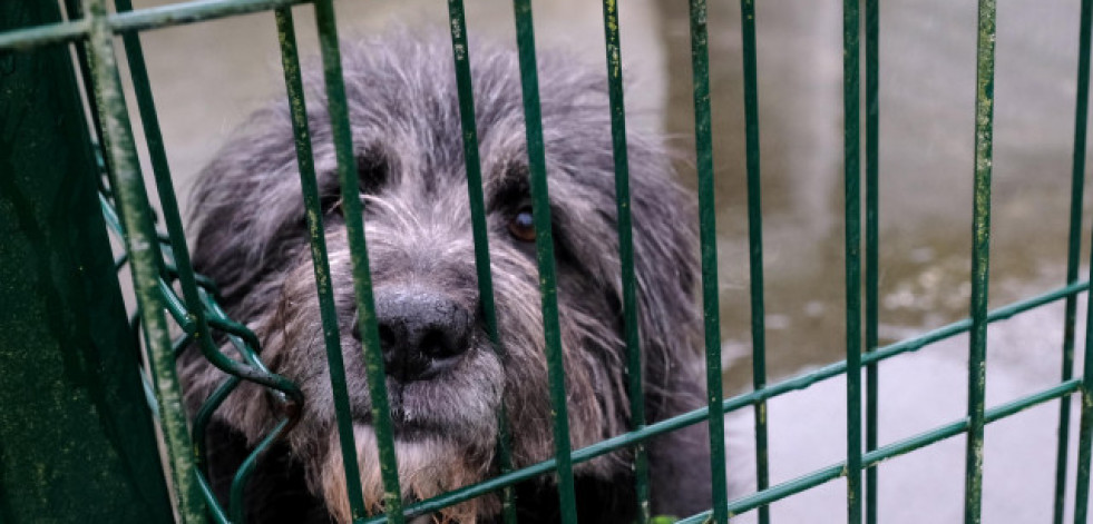 Adoptar para devolver perros y gatos: el quebradero de cabeza de las protectoras de Ferrolterra