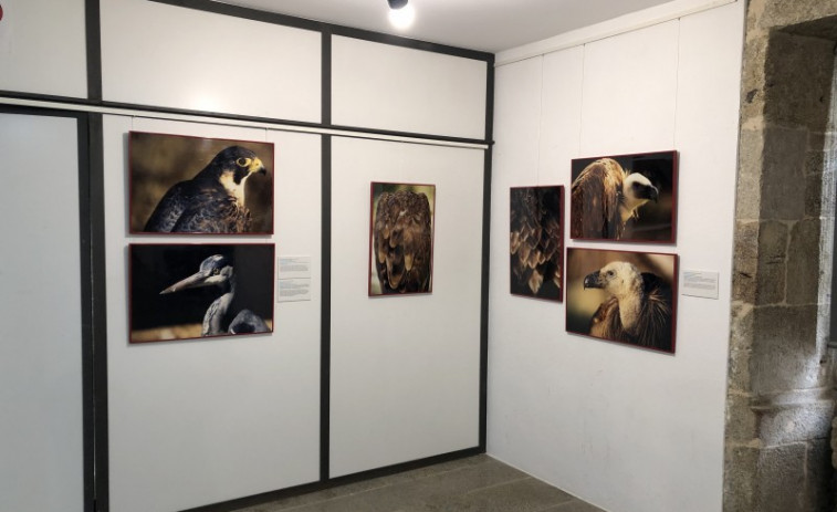 Brión acoge la exposición «Fauna esencial» de Ezequiel Martínez