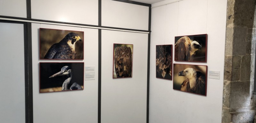 Brión acoge la exposición «Fauna esencial» de Ezequiel Martínez