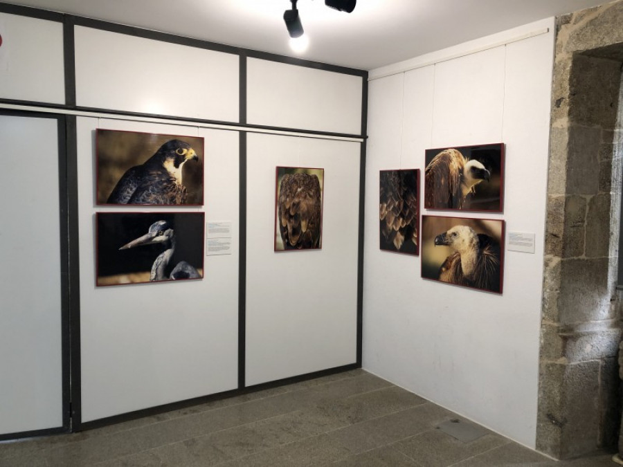 Brión acoge la exposición «Fauna esencial» de Ezequiel Martínez