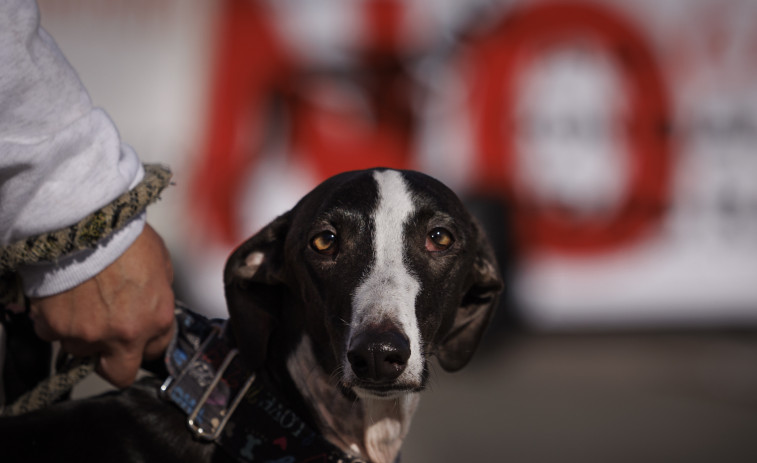 Animalistas protestan en Santiago para exigir la abolición de la caza y denunciar el uso de perros para esta actividad