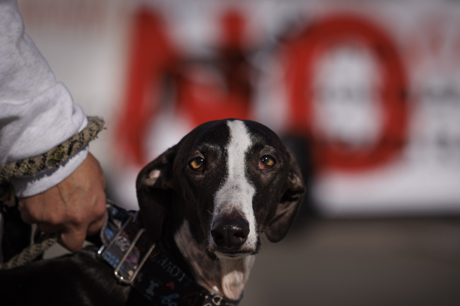 Animalistas protestan en Santiago para exigir la abolición de la caza y denunciar el uso de perros para esta actividad