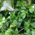 Ejemplar de Tradescantia Fluminensis