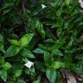 Tradescantia fluminensis