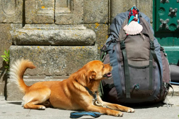 Un perro en la Zona Vieja de Santiago