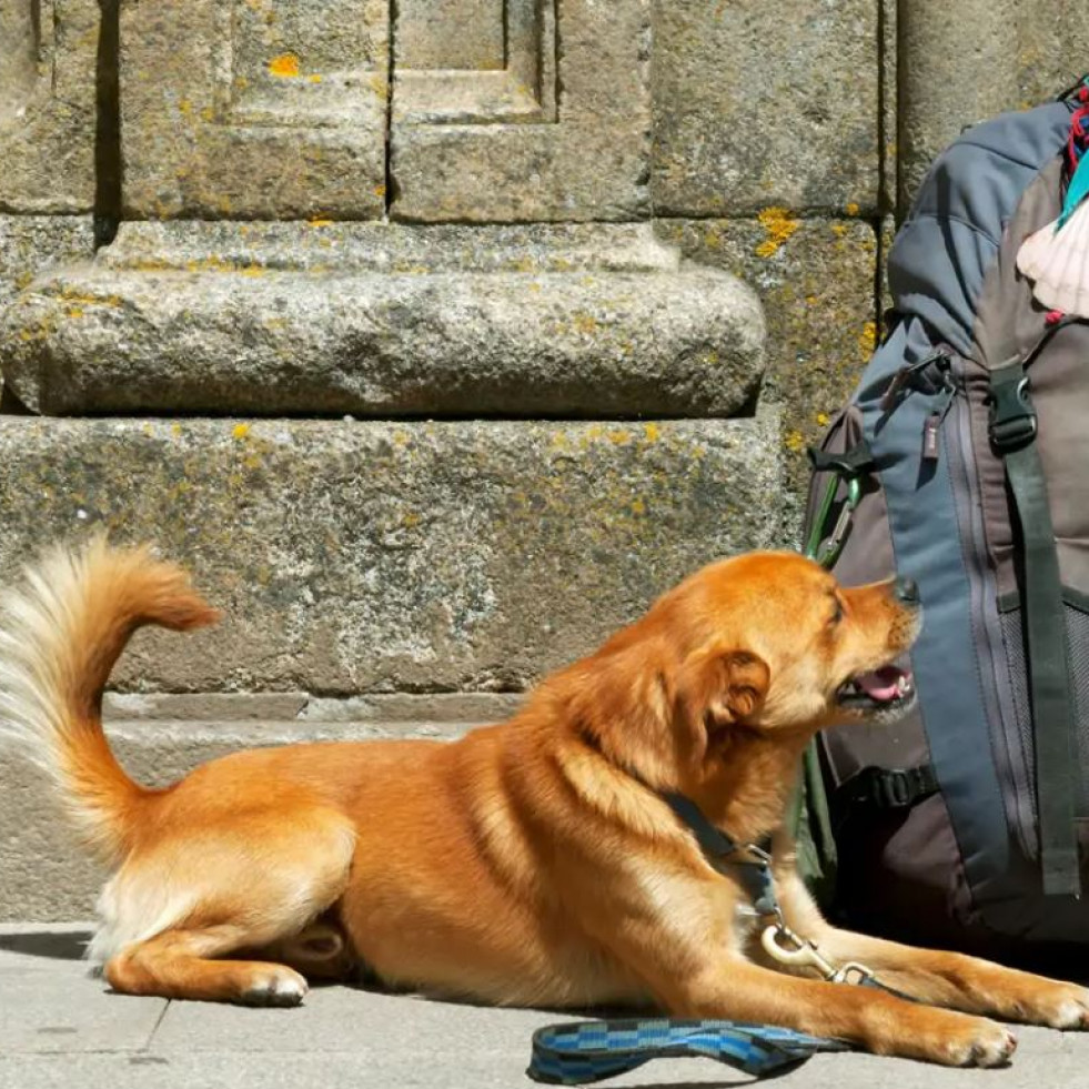 ¿Por qué Santiago es una de las mejores ciudades de España para tener perro?