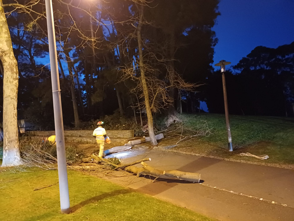 Oleiros arbol caido