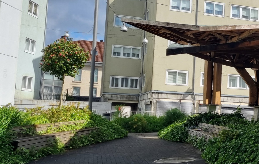 Reclaman a limpeza da vexetación que invade os espazos públicos no barrio de Vista Alegre