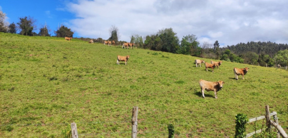 Mueren 27 vacas de una explotación ganadera de Rodeiro tras ser alcanzadas por un rayo