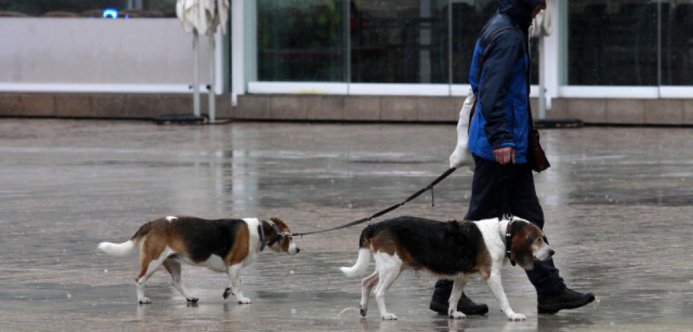 El curso para tenencia de perros se exigirá solo a nuevos dueños y podrá hacerse online