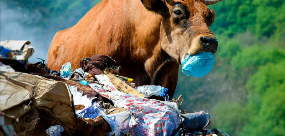 El ojo público | El gato cuántico del país de las vacas