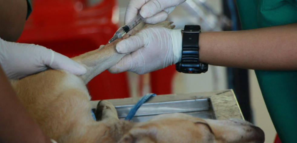 A Cámara galega pide ao Goberno suspender a aplicación do decreto veterinario ata lograr consenso